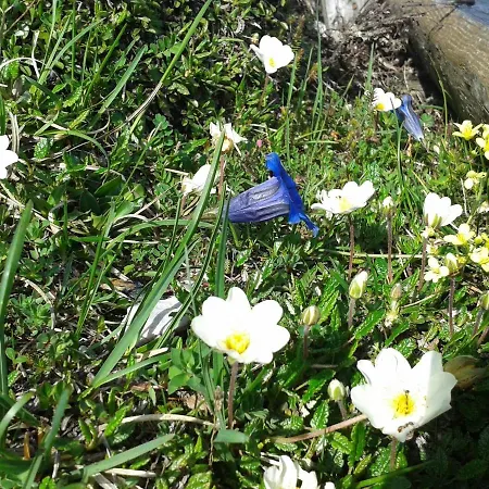 Appartementhaus Hochkoenig 1- Schneeberg *